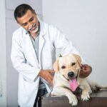 Exploring the Best Pet Gatherings in Denver